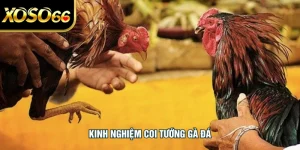 Kinh Nghiệm Coi Tướng Gà Đá Chuẩn Xác Cho Người Chơi