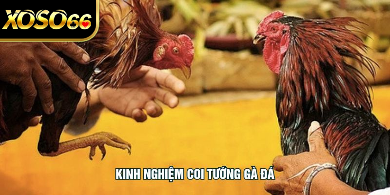 Kinh Nghiệm Coi Tướng Gà Đá Chuẩn Xác Cho Người Chơi