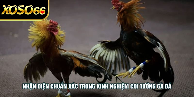 Nhận diện chuẩn xác trong kinh nghiệm coi tướng gà đá