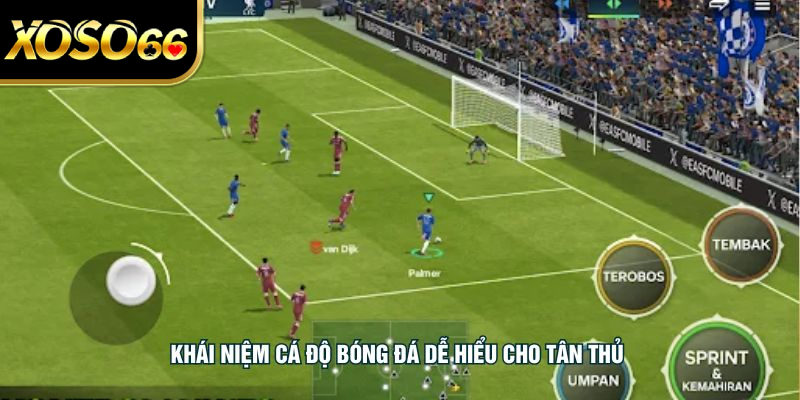 Khái niệm cá độ bóng đá dễ hiểu cho tân thủ