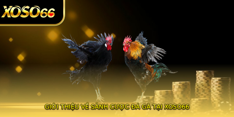 Giới thiệu về sảnh cược đá gà tại XOSO66